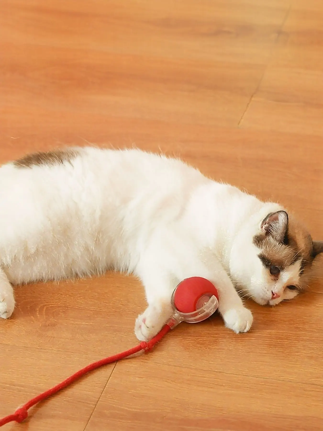 Interactive Ball Cat Sound Toy with Rope